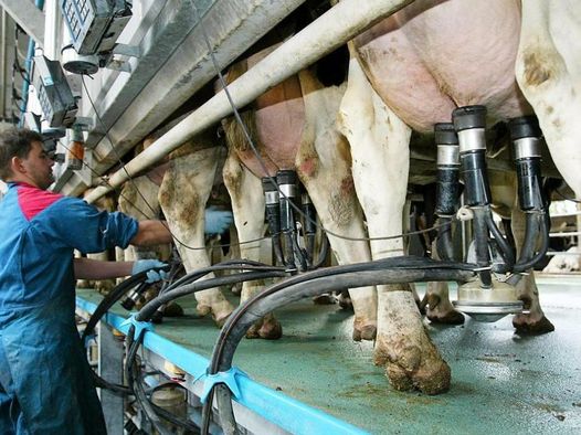 Remaschi: “La questione Mukki decisiva per il futuro della nostra filiera del latte”